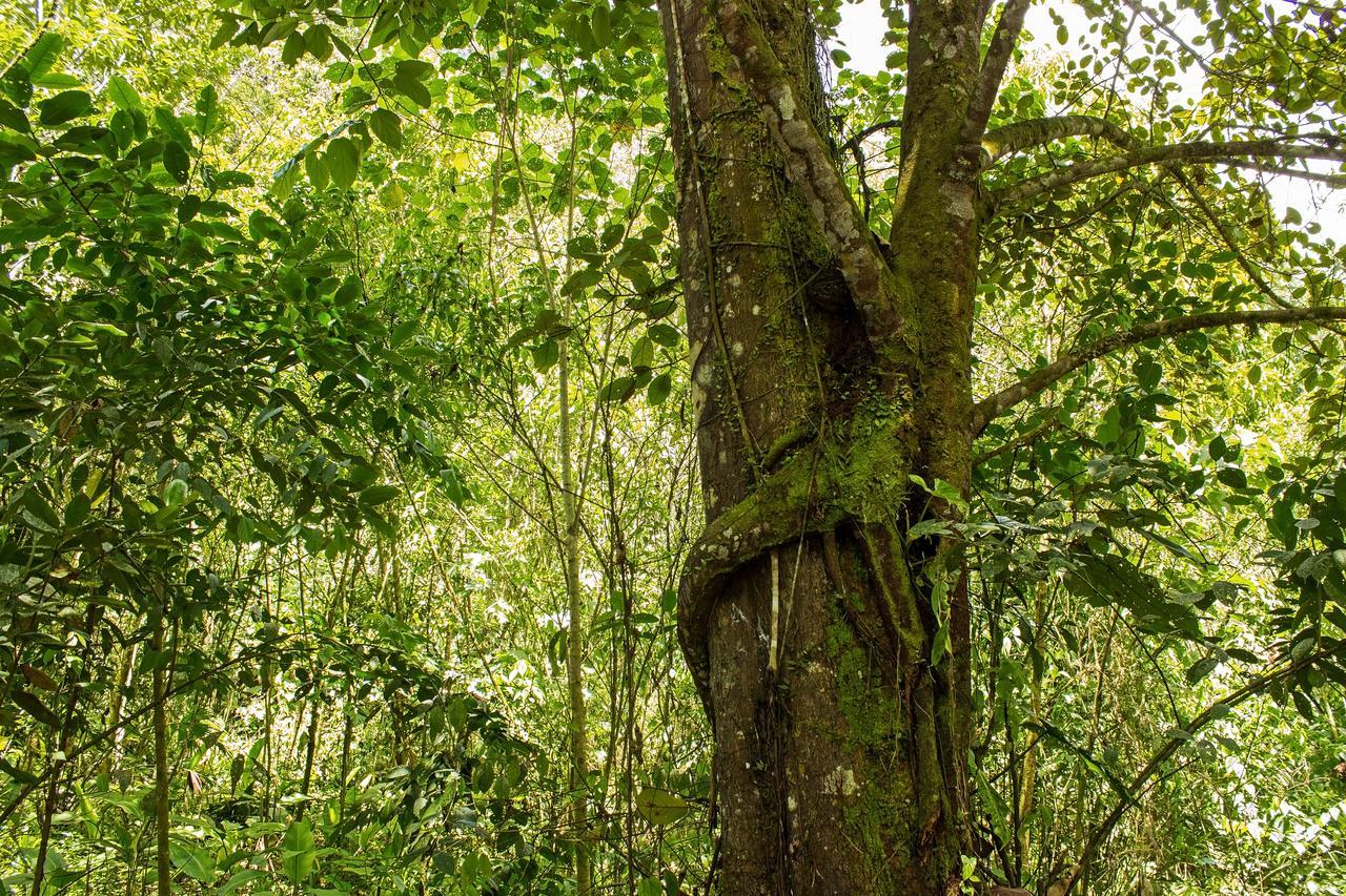 Kuyana Amazon Lodge Archidona Pokój zdjęcie